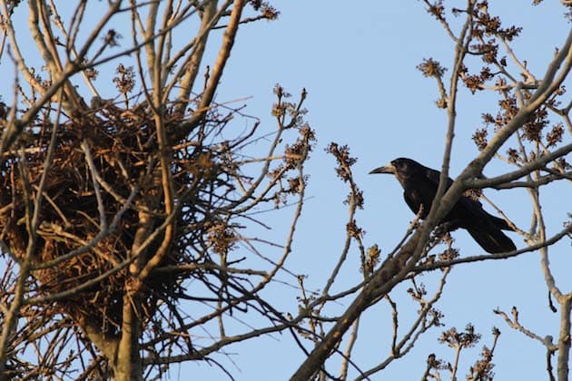 Why Bewl Rookery