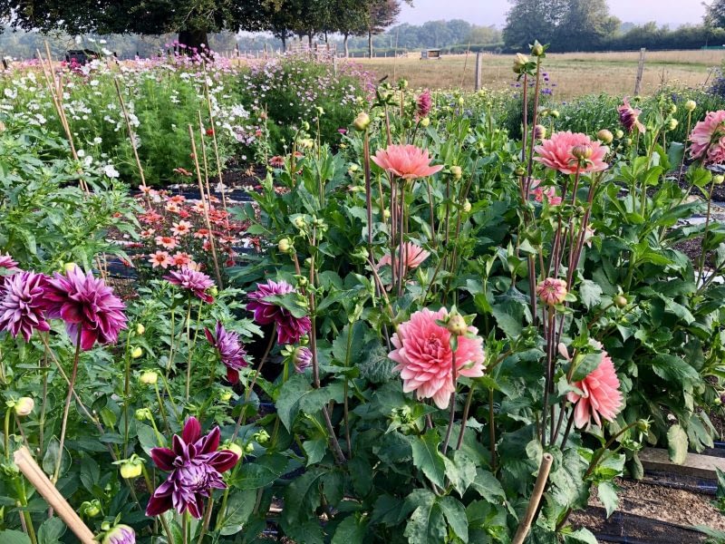 Dahlias and Cosmos in full bloom