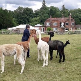 lunch-with-our-alpacas-1-1