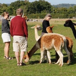 lunch-with-our-alpacas-1-7