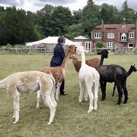 lunch-with-our-alpacas-2-3