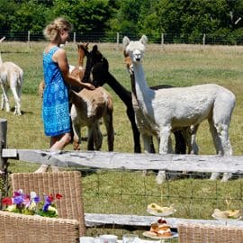 lunch-with-our-alpacas-2-1