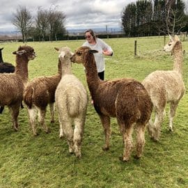 lunch-with-our-alpacas-2-4
