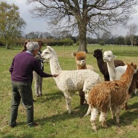lunch-with-our-alpacas-2-6